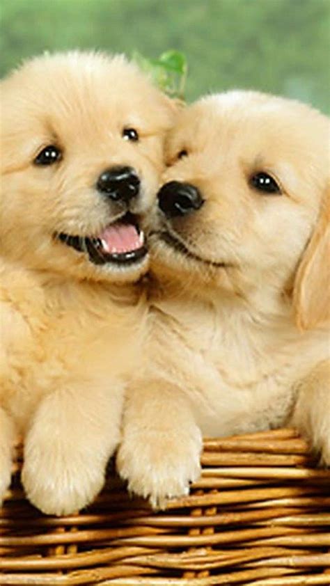 Cute Puppies Wallpaper For Mobile Phone Tablet Desktop Computer And
