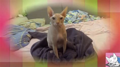 Hot Cats Massage Kneading The Blanket Youtube