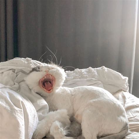 White Cat Aesthetic Yawn Bed Lazy Goddess Aesthetic Cat