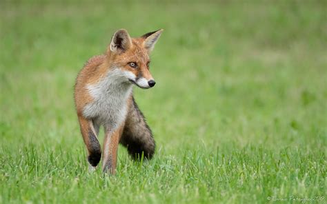 En Chasse Renard Roux Rotfuchs Volpe Rossa Red Fox Flickr