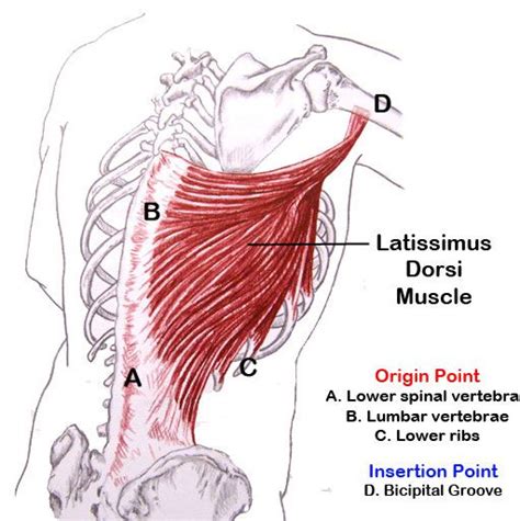 Image Result For Latissimus Dorsi Connections Muscular System Anatomy