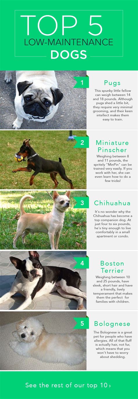 Owning a pet can raise anyones spirits, especially seniors. The Top 10 Low-Maintenance Dogs (With images) | Low ...