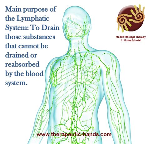 The Lymphatic System Has Three Primary Functions 1 Returns Excess