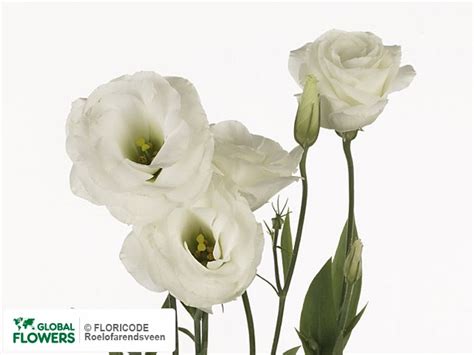 Photo Eustoma Russellianum Gevuldbloemig Borealis White Global Flowers