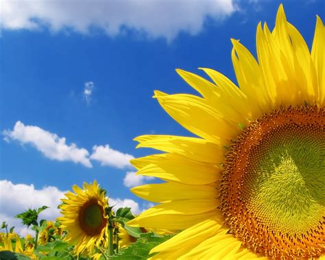 High Quality Sunflower Wallpapers Hd Wallpapers Id 5727