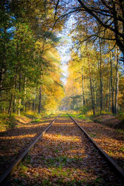 Empty Railroad Track Through The Forest In Autumn Fall On A Sunny Day