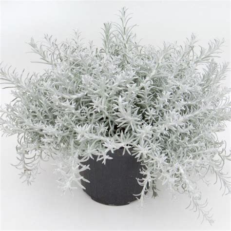 Helichrysum Italicum Silver Stitch Licorice Plant Garden Center