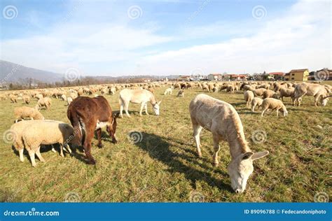 Donkeys And Sheep Grazing On A Warm Day Stock Photo Image Of Outdoor