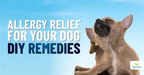 Allergy Relief For Dogs Diy Remedies That Work Dogs Naturally