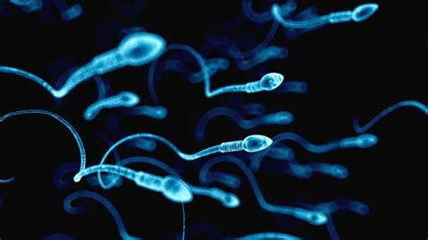 The Biggest Sperm Come In The Smallest Packages And Other Odd Facts