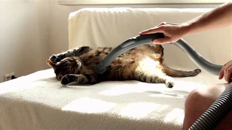 Bobo Cat Really Loves Being Vacuumed Youtube