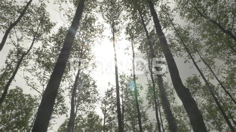 4k Low Angle Trees In Forest Moving In Wind Cloudy Sunlight Lens Flare