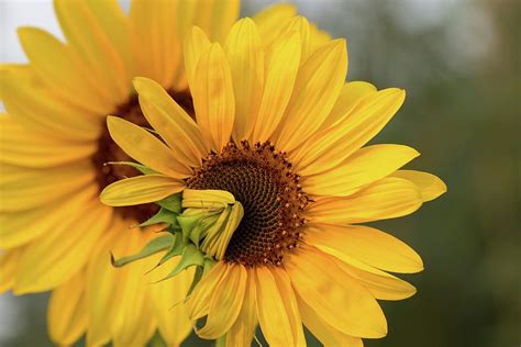 Lovely Sunflowers Photograph By Lynn Hopwood Fine Art America