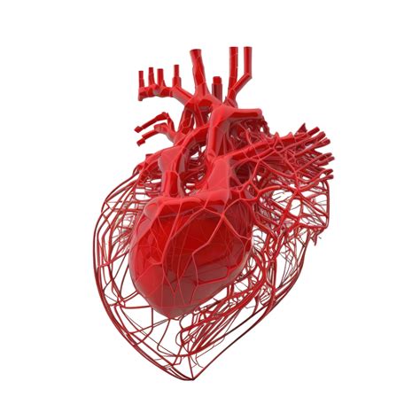 Humano Corazón Interno Organo Corazón Forma Humano Corazón Aislado