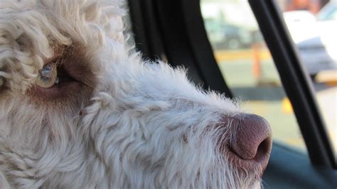 If this isn't possible, you may like to consider putting off feeding time until you arrive at your destination. Car Travel With Dogs: The Ultimate Dog Friendly Road Trip Guide
