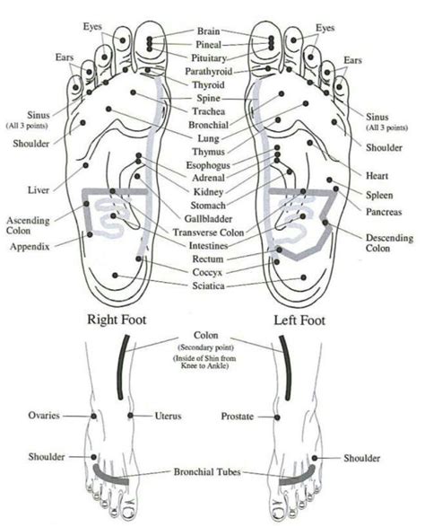 462 Best Images About Health Reflexology And Eciwo Biology生物全息論 On Pinterest See Best Ideas