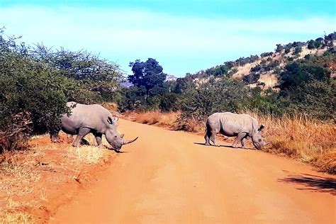 Tripadvisor Parque Nacional De Pilanesberg E Passeio Pela Cidade Do