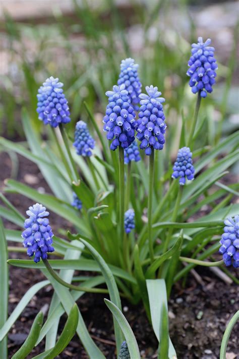 All About Muscari