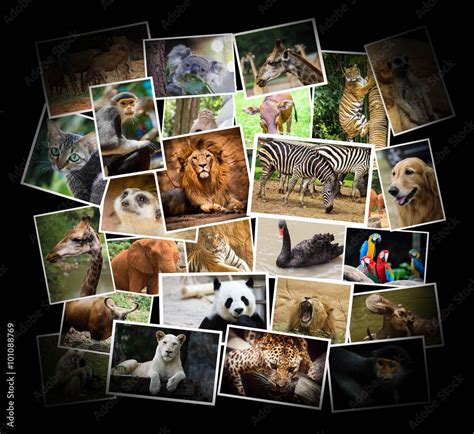 Different Animal Collage In The Zoo Stock Photo Adobe Stock