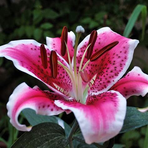 La rosa, il fiore più conosciuto al mondo per bellezza e per le calde tonalità dei suoi profumatissimi petali. Bulbi Fiore Lilium | Mondo Piante - Vendita Piante online