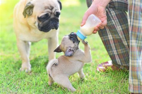 How Much Does A Pug Cost Puppy Prices And Expenses