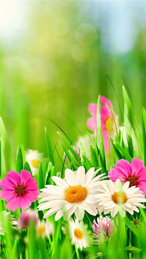 Here are only the best floral desktop wallpapers. Flowers Wallpaper 642289 - Supportive Guru