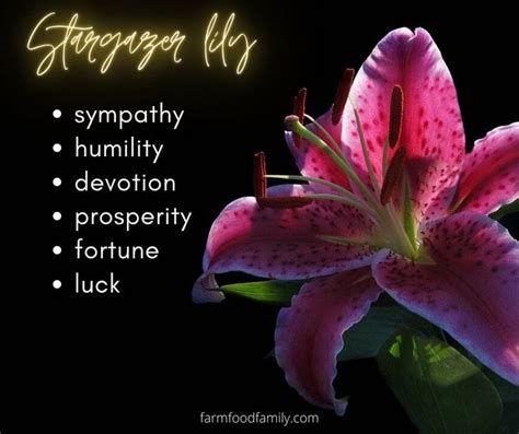 🌺 Lily Flower Meaning Symbolism A Symbol Of Femininity Motherhood Flower Meanings