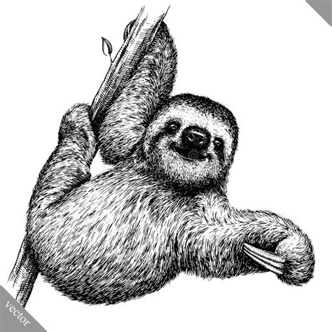 Black And White Engrave Isolated Sloth Vector Illustration Black And