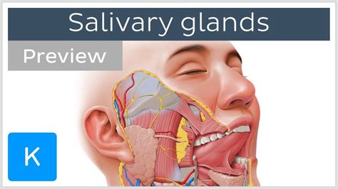 The vocal cords are attached to the back of this prominence, and muscles attached to the oblique line, on the outer surface of the cartilage, to the. Salivary glands: structure and functions (preview) - Human ...