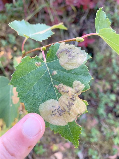 Caterpillars Invading Birch Leaves Laidback Gardener