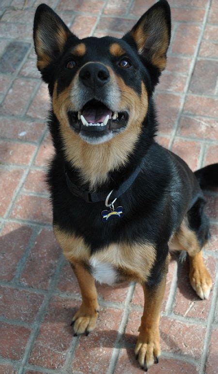 German Shepherd Rottweiler Mix Why Do I Not Own This Dog Dogs