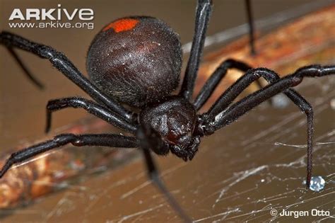 Black Widow Spider Uk For Sale Youstre1941