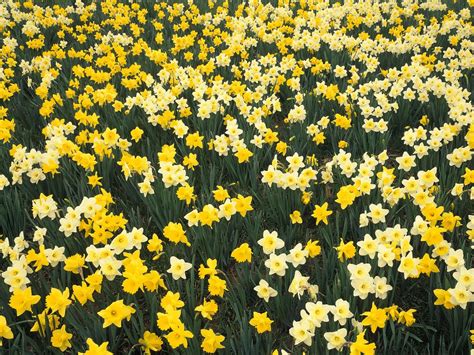 Wallpaper Colorful Daffodil Field Hd Wallpaper
