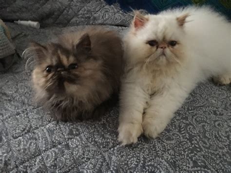 Around the middle of the 19th century, european diplomats on their way adopting a persian or himalayan persians and himalayans are adorable breeds who are sure to. Himalayan Persian Cats For Sale | Fleetwood, PA #316588