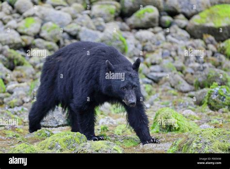 American Black Bear Ursus Americanus Walking At The Stony Seashore