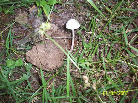 Mushroom Id Sw Louisiana Mushroom Hunting And Identification