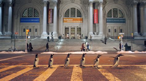 Daarom viel ook als snel de keuze op 'mr. See New Mr. Popper's Penguins Photos - FilmoFilia