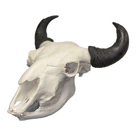 Replica Extra Large Buffalo For Sale Skulls Unlimited International Inc