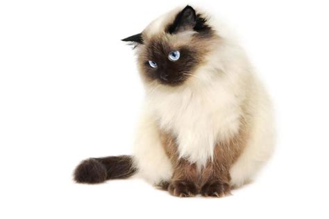 Hypoallergenic cats are great for people who suffer from cat allergies. himalayan cat himalayan cat persian himalayan cat blue ...