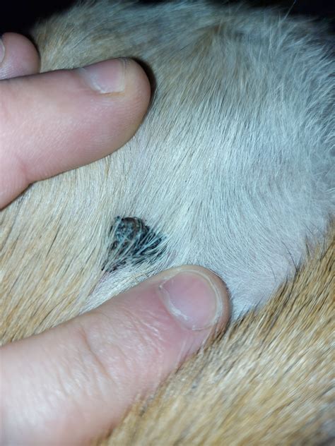 Scablump On Dogs Hind Leg Dog Forum