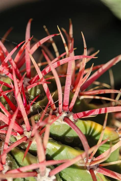 Photo Of The Thorns Spines Prickles Or Teeth Of Mexican Fire Barrel