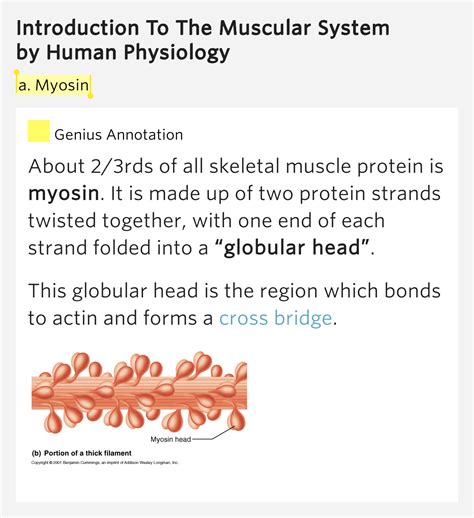Muscles that contain a lot of slow twitch fibres are red, because they contain lots of blood vessels. A. Myosin - Introduction To The Muscular System Meaning