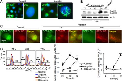 arglabin induces autophagy in prostate cancer cells a pc 3 cells download scientific diagram