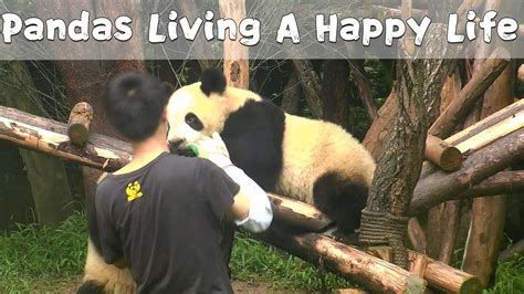 Pandas Living A Happy Life Ipanda Youtube