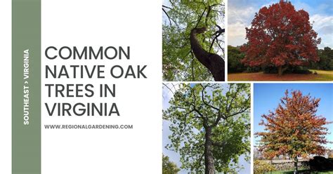 14 Native Oak Trees In Virginia Pictures And Identification Regional