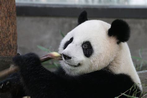 Fluffy Panda In Shanghai China Stock Photo Image Of Panda Shanghai