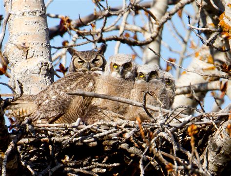 Great Horned Owl — Eastside Audubon Society