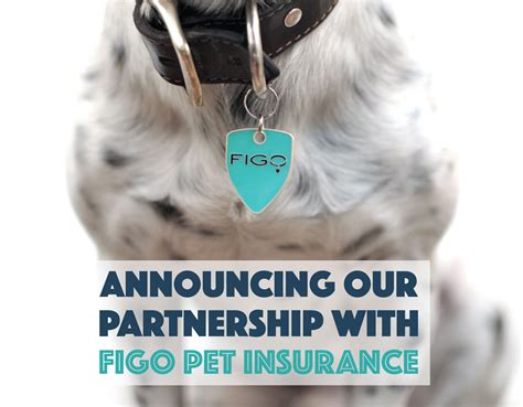 Pet insurance is both a financial and an emotional decision. Pet insurance pre existing conditions - insurance
