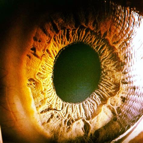 Close Up To The Human Eye Iris Eyes Close Up Pinterest