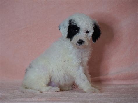 F1b Sheepadoodle For Sale Baltic Oh Male Thomas Check Out Our Video Ac Puppies Llc